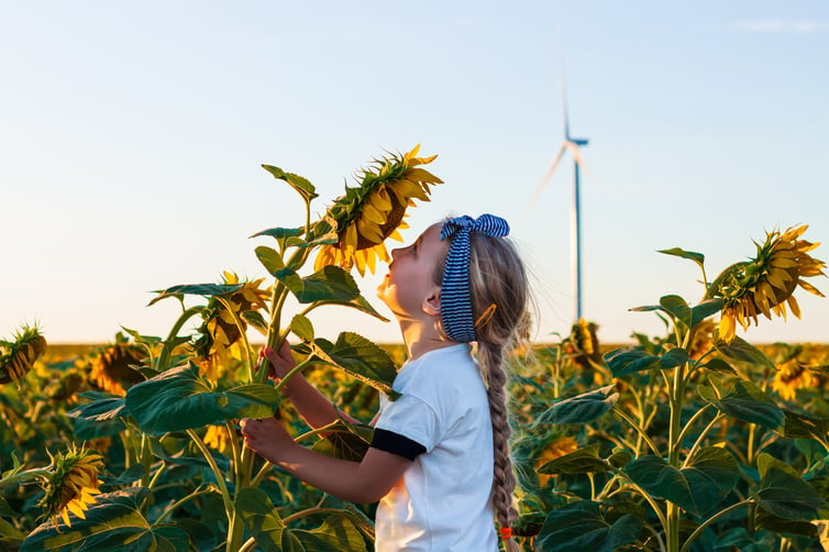 little girl in white t-shirt smelling sunflower in the field on the sunset